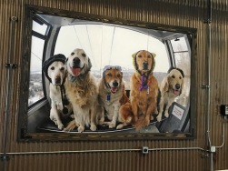 Gondola dogs (pic of a pic)