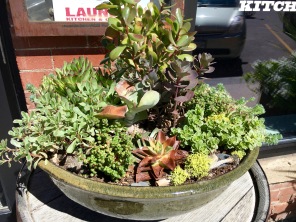 Succulent bowl