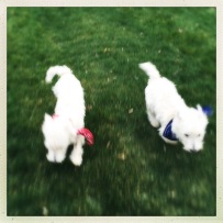 Gracie and Gibs in a blur.