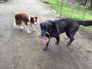 Rusty and Luke find Easter eggs.