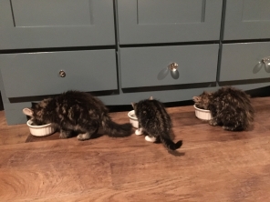 chow time (ron, harry, hermione)